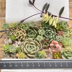 バイオレットクイーン♡花団錦♡ジョイスタロック錦入り♡韓国苗セット