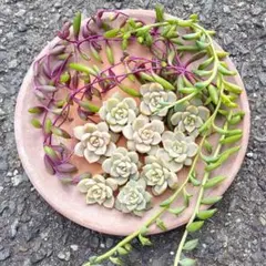 多肉植物 カット苗セット（白牡丹・ルビー・ドルフィン・アーモンド）メルカリ便