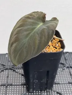 Homalomena sp“黒兎” Aceh Sumateraのサムネイル
