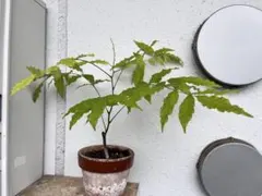 くぅー様 リクエスト 3点 まとめ商品