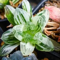 と*)様 ハオルチア オブツーサ錦 極上斑