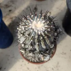 2025年最新】copiapoaの人気アイテム - メルカリ