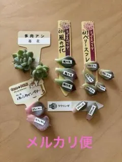 多肉植物　カット苗・葉挿しセット【札なし】