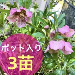 しぶちゃん様 リクエスト 3点 まとめ商品