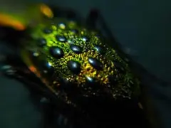美麗 イボカブリモドキ 亜種mirificus 標本 - メルカリ