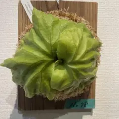 送料込み‼︎メルカリ便】ビカクシダ リドレイ ワイド ridleyi wide