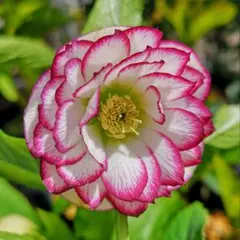 にゃんちぃ様 リクエスト 2点 まとめ商品