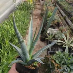 2026年最新】オテロイ 大株の人気アイテム - メルカリ