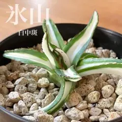 2025年最新】アガベ 氷山 中斑の人気アイテム - メルカリ