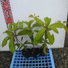 타부노키 마운틴 피커 3마리