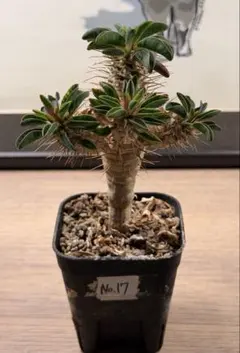 2026年最新】ギラウミニアナ種子の人気アイテム - メルカリ