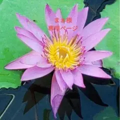 まぁ様専用ページ アナスイ　ハンドタオル　３枚セット　バラ柄(大きめ)