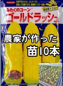 【10本】ゴールドラッシュ 黄色 とうもろこし スイートコーン苗 野菜苗のサムネイル