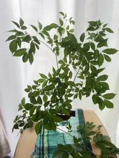 ☆引き取り限定！発送不可！ ☆最終売切処分その12☆ 新築の植木