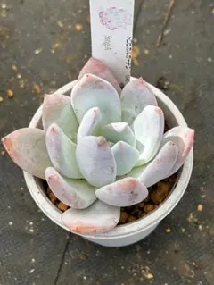 札付き　京紫　トロピカルガーデン　命名苗　抜き苗発送　多肉植物 多肉植物 アスラー トロピカルガーデンさん苗 大苗 札付き