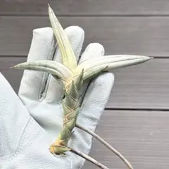 幅22cm｠サンスベリア ロブスタ 発根済み 子株 抜き苗 希少 斑入り