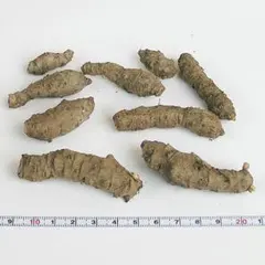 【現物】 オカワカメ（おかわかめ、雲南百薬）の種芋 (39)のサムネイル