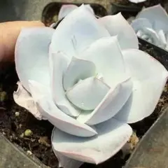 ノリチン様 リクエスト 4点 まとめ商品