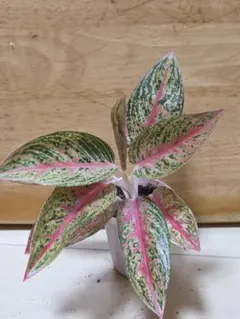 一之瀬　エピスシア クプレアタ クレオパトラ EPISCIA 速達発送 エピスシア クプレアタ クレオパトラ ランナー付 速達発送 EPISCIA