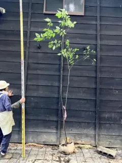 ボスウェリア サクラ 7号スリット鉢ロング発送 - メルカリ
