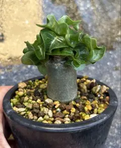 コテツ様 リクエスト 4点 まとめ商品