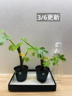 2026年最新】golden riversideの人気アイテム - メルカリ