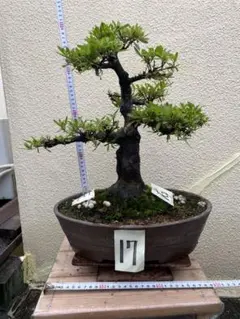 盆栽 皐月 サツキ 懸崖 盆栽鉢 - メルカリ