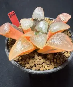 17f 多肉植物 ハオルチア 実生丸葉コレクタ錦糊斑 自家繁殖 鉢植え発送