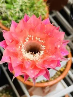 多肉植物 花サボテン 金紐シリーズ 二色 (カキコ.根がない) - メルカリ