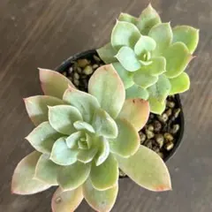 ザラゴーサセット 優木園 多肉植物 - メルカリ