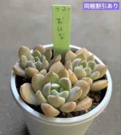 シロヤギ様 リクエスト 2点 まとめ商品