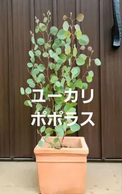 ユーカリ ポポラス アンティーク風テラコッタ鉢植え 苗 苗木 - メルカリ