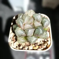 ハオルチア　実生オブツーサ錦　抜き苗発送