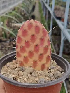 輸入苗 opuntia cv. curivispinus オプンチア サボテン 輸入苗 opuntia cv. curivispinus オプンチア サボテン 【公式通販】