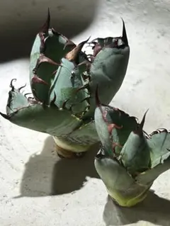 2025年最新】アガベBBもの人気アイテム - メルカリ