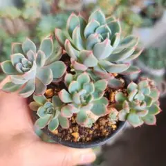 七福美尼　木立　抜き　多肉植物のサムネイル