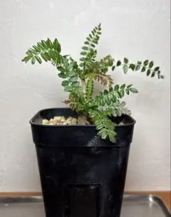 2025年最新】ボスウェリア ネグレクタ 実生の人気アイテム - メルカリ