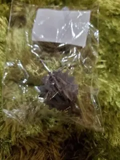 2025年最新】ボンボネロの人気アイテム - メルカリ