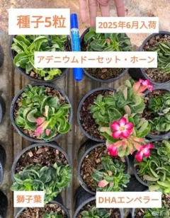 アデニウム ドーセットホーン 獅子葉 × 杉山悠 鉢 アデニウム ドーセットホーン 獅子葉 × 杉山悠 鉢