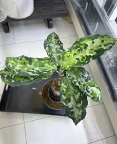 み*ん様 Aglaonema pictum A “白鯨” LA0216-03i - メルカリ
