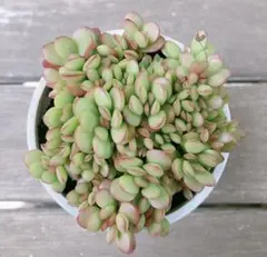 紅稚児のサムネイル