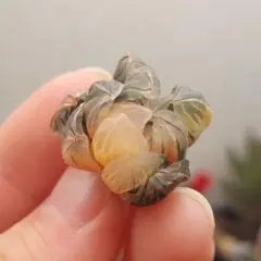 【特価】ハオルチア　オブツーサ錦　超極上赤斑　総柄