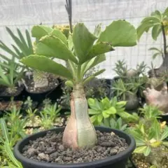 USIさま専用 キフォステンマ ウターマクロプス まん丸美株 USIさま専用 キフォステンマ ウターマクロプス まん丸美株 2025