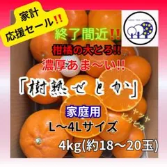 ④和歌山県田辺産 せとか オレンジ みかん 蜜柑 柑橘 家庭用4kg