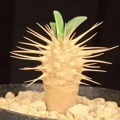 NANAN様専用ページのサムネイル