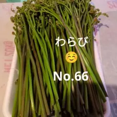 わらび(紀伊山地)500g - メルカリ