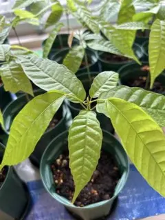 ホワイトサポテ接木苗 授粉樹バーノン 結果樹クシオ 苗木 2本セット