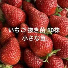いちご苗　さちのか　抜き苗　10株　イチゴ 苗