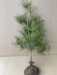 鉢植えのままでも楽しめて、盆栽仕立てにも向きます。」アカマツの苗木