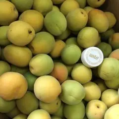 青森県産完熟小粒豊後梅箱込み2キロ